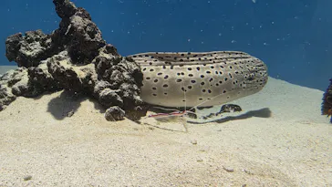 葛西臨海水族園に投稿された画像（2026/5/19）