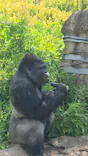 名古屋市東山動植物園に投稿された画像（2026/5/19）