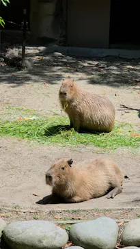 名古屋市東山動植物園に投稿された画像（2026/5/19）