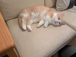 猫カフェモカ　池袋東口店に投稿された画像（2026/5/19）