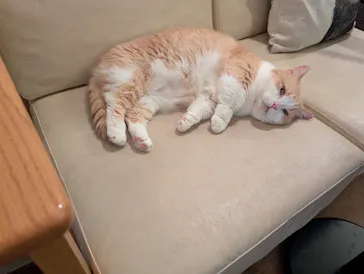 猫カフェモカ　池袋東口店に投稿された画像（2026/5/19）