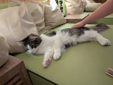 猫カフェモカ　池袋東口店に投稿された画像（2026/5/19）