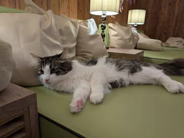 猫カフェモカ　池袋東口店に投稿された画像（2026/5/19）