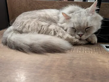 猫カフェモカ　池袋東口店に投稿された画像（2026/5/19）
