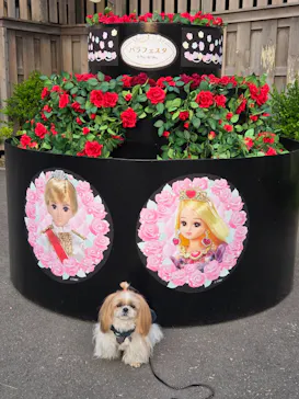 西武園ゆうえんちに投稿された画像（2026/5/19）