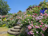 ACAO FORESTに投稿された画像（2026/5/19）