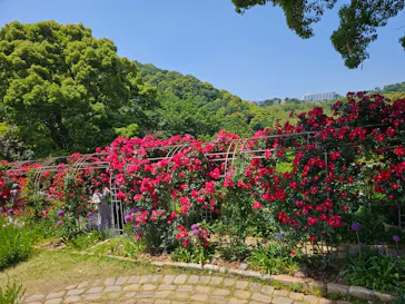 ACAO FORESTに投稿された画像（2026/5/19）