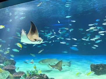 サンシャイン水族館に投稿された画像（2026/5/19）