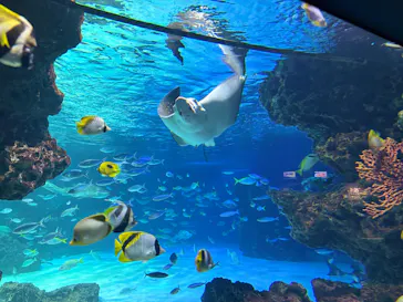 サンシャイン水族館に投稿された画像（2026/5/19）