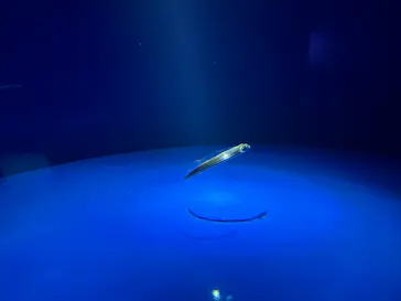 サンシャイン水族館に投稿された画像（2026/5/19）