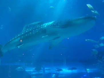 沖縄美ら海水族館に投稿された画像（2026/5/19）