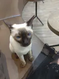 猫カフェモカ　立川店に投稿された画像（2026/5/19）