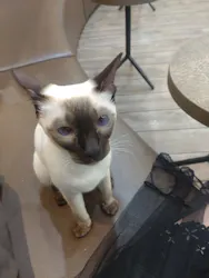 猫カフェモカ　立川店に投稿された画像（2026/5/19）