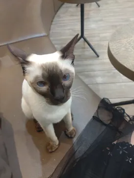猫カフェモカ　立川店に投稿された画像（2026/5/19）