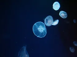 サンシャイン水族館に投稿された画像（2026/5/19）