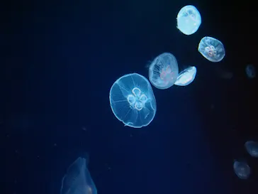 サンシャイン水族館に投稿された画像（2026/5/19）