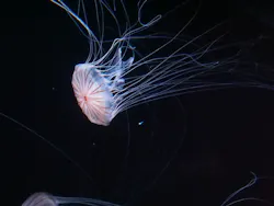 サンシャイン水族館に投稿された画像（2026/5/19）