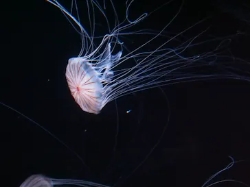 サンシャイン水族館に投稿された画像（2026/5/19）