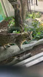 名古屋市東山動植物園に投稿された画像（2026/5/19）
