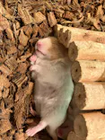 Moff animal cafe イオンモール幕張新都心店に投稿された画像（2026/5/19）