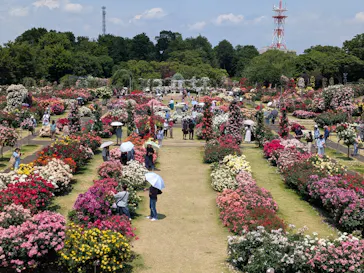 京成バラ園に投稿された画像（2026/5/19）