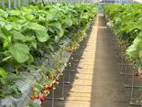 Strawberry Farm シャインベリーに投稿された画像（2026/5/19）