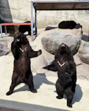 奥飛騨クマ牧場に投稿された画像（2026/5/19）