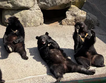 奥飛騨クマ牧場に投稿された画像（2026/5/19）