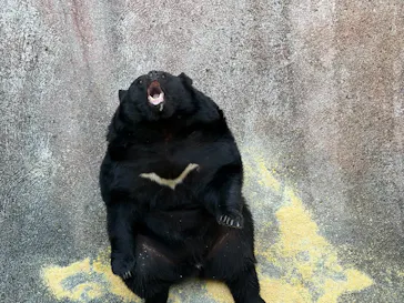 奥飛騨クマ牧場に投稿された画像（2026/5/19）