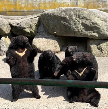 奥飛騨クマ牧場に投稿された画像（2026/5/19）