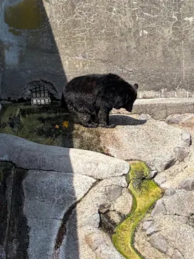 奥飛騨クマ牧場に投稿された画像（2026/5/19）