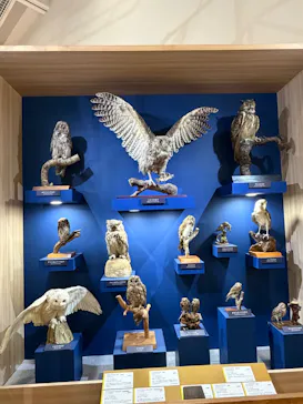 特別展「鳥 ～ゲノム解析が解き明かす新しい鳥類の系統～」に投稿された画像（2026/5/19）