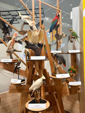 特別展「鳥 ～ゲノム解析が解き明かす新しい鳥類の系統～」に投稿された画像（2026/5/19）