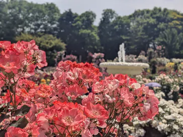 京成バラ園に投稿された画像（2026/5/19）