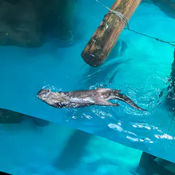 アクアワールド茨城県大洗水族館に投稿された画像（2026/5/19）