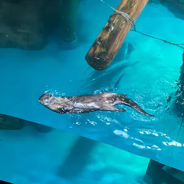 アクアワールド茨城県大洗水族館に投稿された画像（2026/5/19）
