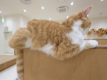 Cat Café MOFF イオンモール豊川店に投稿された画像（2026/5/19）
