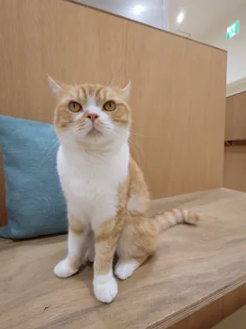 Cat Café MOFF イオンモール豊川店に投稿された画像（2026/5/19）