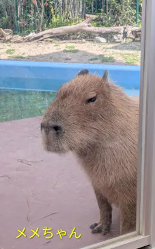 竹島水族館に投稿された画像（2026/5/19）