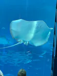 沖縄美ら海水族館に投稿された画像（2026/5/20）