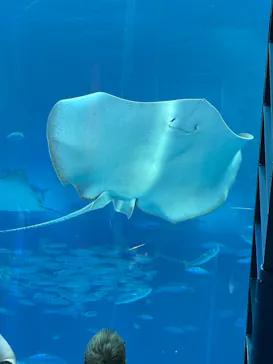 沖縄美ら海水族館に投稿された画像（2026/5/20）