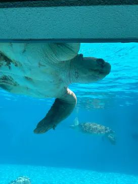沖縄美ら海水族館に投稿された画像（2026/5/20）