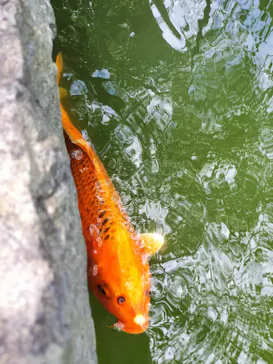 勝尾寺に投稿された画像（2026/5/20）