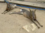 しろとり動物園に投稿された画像（2026/5/20）