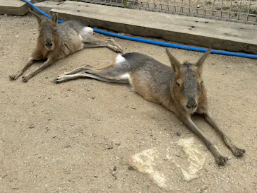 しろとり動物園に投稿された画像（2026/5/20）