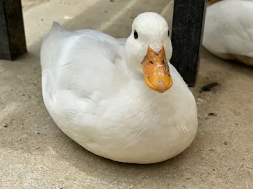 しろとり動物園に投稿された画像（2026/5/20）