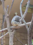 名古屋市東山動植物園に投稿された画像（2026/5/20）