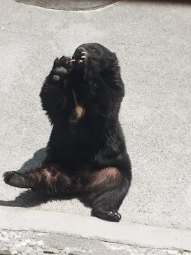 奥飛騨クマ牧場に投稿された画像（2026/5/20）