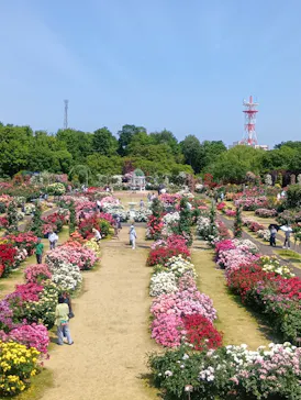 京成バラ園に投稿された画像（2026/5/20）