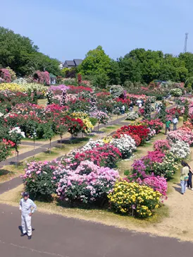 京成バラ園に投稿された画像（2026/5/20）